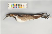 藏品(水雉)的圖片